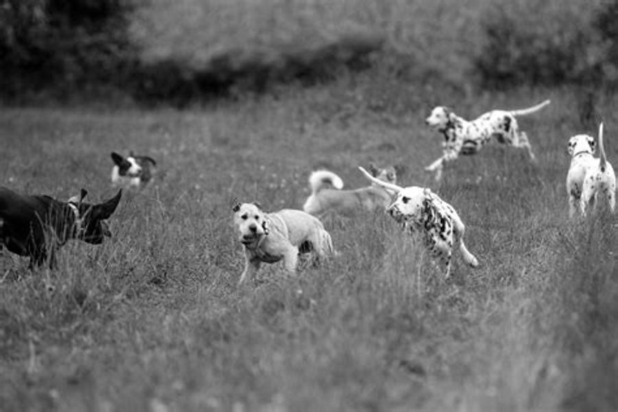 Running with the pack