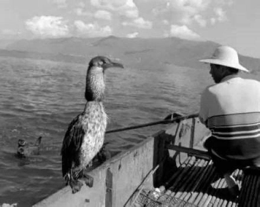 The peculiar case of the Japanese prints and the trained cormorant