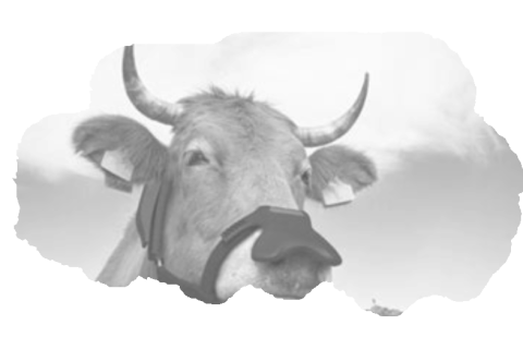 Methand masks for cows