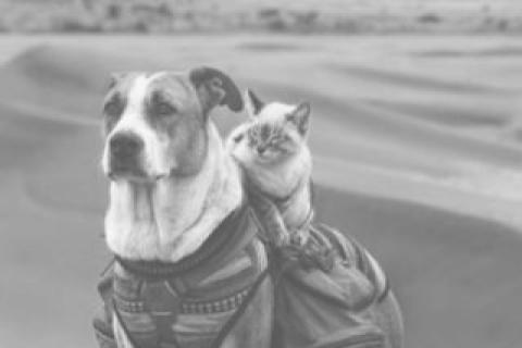 Canid caravan Canid caravan